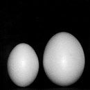 Styropor - piepschuim ei 70 mm (5 stuks)