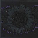 band 171257 bloem - paarse rand (op=op)