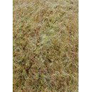 Lang Yarns Passione 976.0076 camel (op=op)