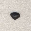 Neus 12 mm zwart soft (2 stuks)