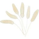 Hazestaart 3 -7 cm creme (6 stuks)