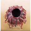 Vilt in beeld - Dutch Felt