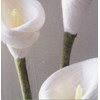 Fresh felt flowers