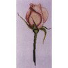 Les roses de Monique Bonnin op=op