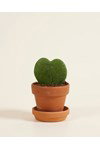 Haakpatroon Sweetheart plant van andere kant