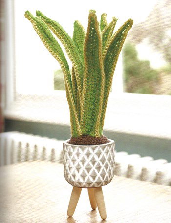 Sanseveria in pot