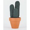 Cactus pilosocereus glaucesens