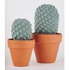 Cactus eriosyce napina