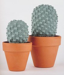cactus-eriosyce-napina