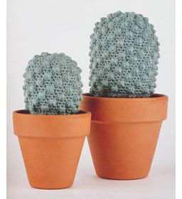 Cactus eriosyce napina