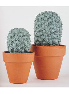 Cactus eriosyce napina