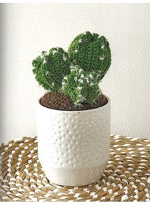 cactus haken