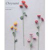 Chrysant