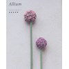 Allium bloem