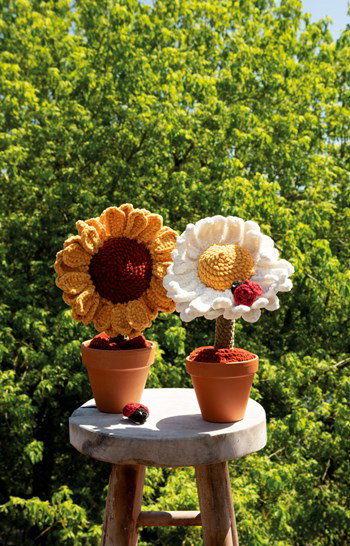 zonnebloem en madelief in pot