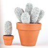 Cactus echinocereus nivosus