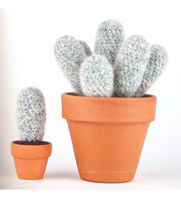 Cactus echinocereus nivosus