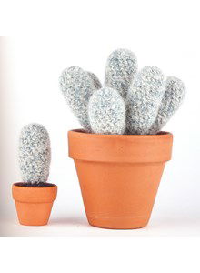 Cactus echinocereus nivosus