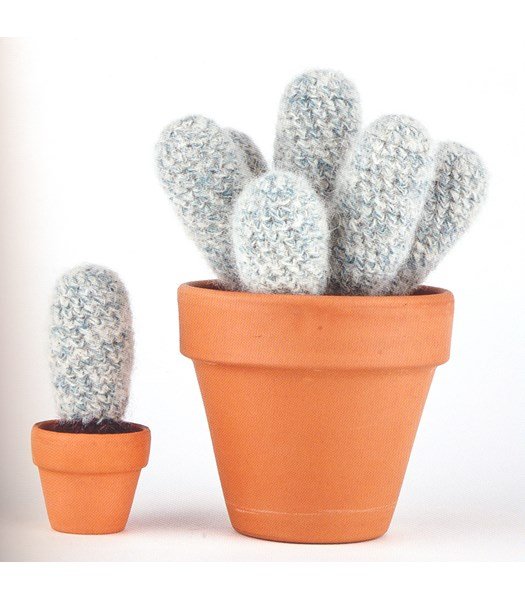 Haakpatroon Cactus echinocereus nivosus