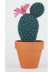 Cactus echinocereus schereri