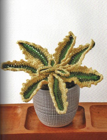 Honderdjarige aloe