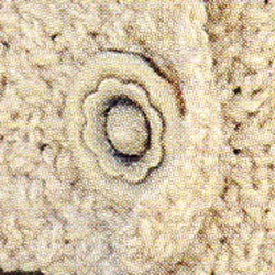 Knoop 60777 beige bloem