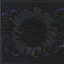 band 171257 bloem - paarse rand (op=op)