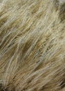 Lang Yarns Soft hair 847.0039 zand gemeleerd (op=op)