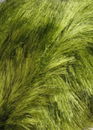 Lang Yarns Soft hair 847.0044 lime groen (op=op)