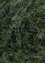 Lang Yarns Passione 976.0098 donker groen (op=op)