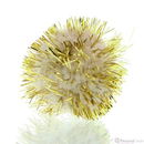 Pompon 25 mm glitter goud (8 stuks)