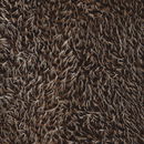 Pluche egeltjes bruin licht bruin (24 cm)