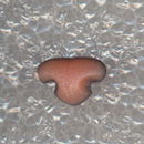 Neus 12 mm kat - roze