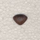 Neus 12 mm bruin soft (2 stuks)