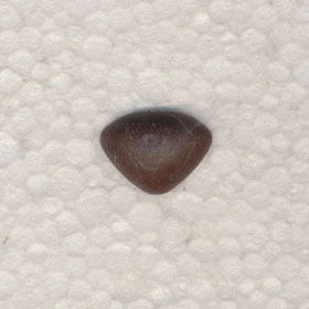 Neus 12 mm bruin soft 2 stuks 