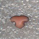 Neus 18 mm kat - roze 1 stuks 