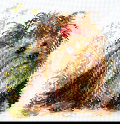 Borduurpakket hond yorkshire terrier op=op 