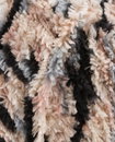 Pingouin Pingo Miaou Print Stone